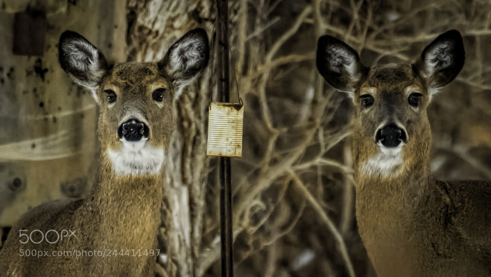 Nikon D810 sample photo. Say cheese photography