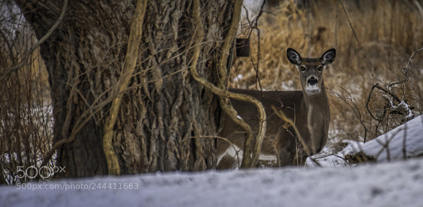Nikon D810 sample photo. A white tail deer photography