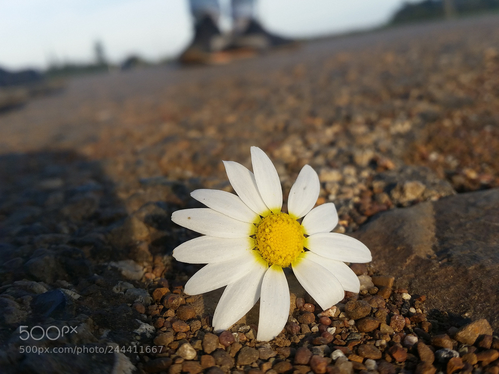 Samsung Galaxy S5 sample photo. Wild flower photography