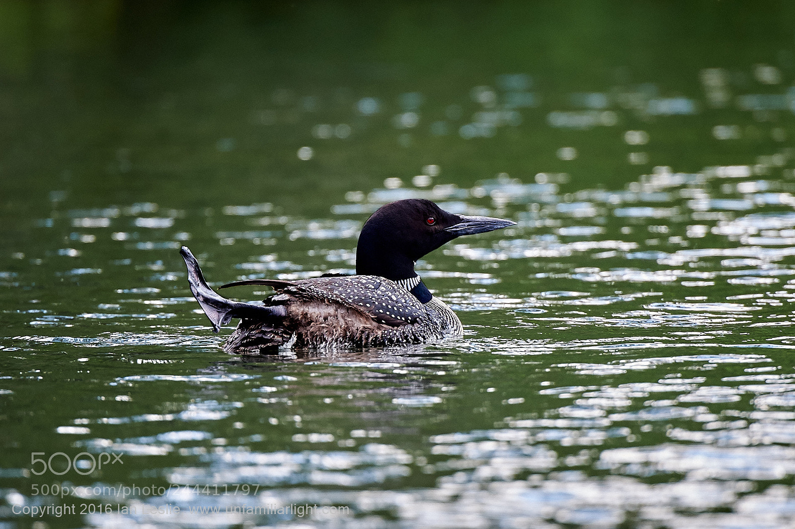 Nikon D700 sample photo. Stretch photography