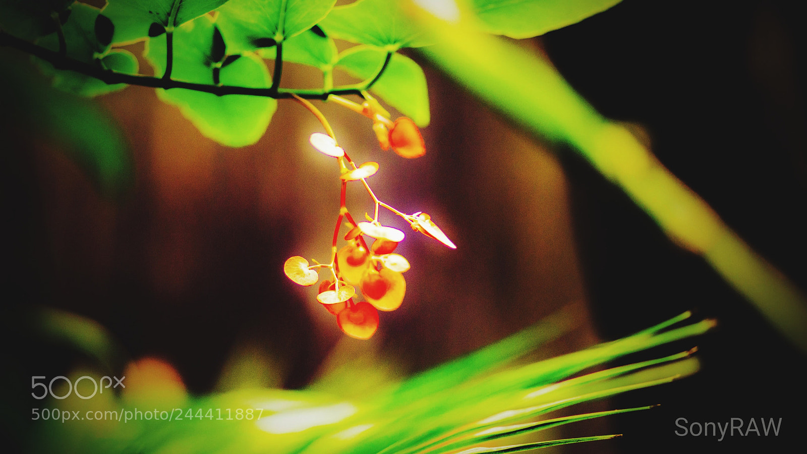 Sony a6500 sample photo. Begonia photography