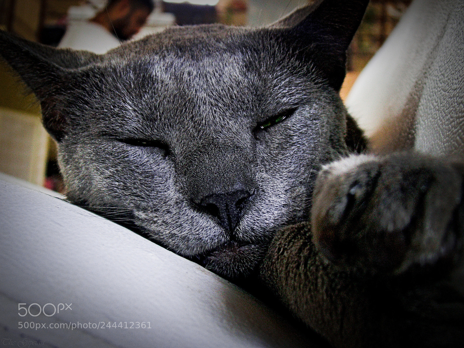 Sony Cyber-shot DSC-H50 sample photo. Smeagol photography