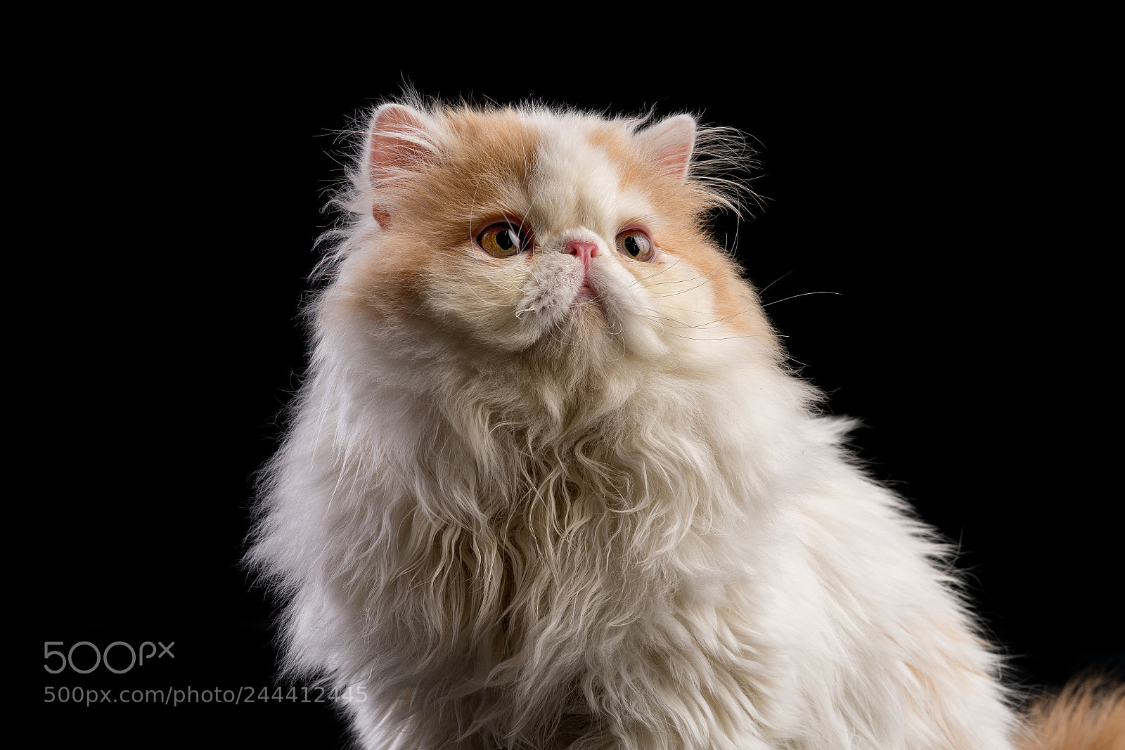 Sony a7R II sample photo. Peaches photography