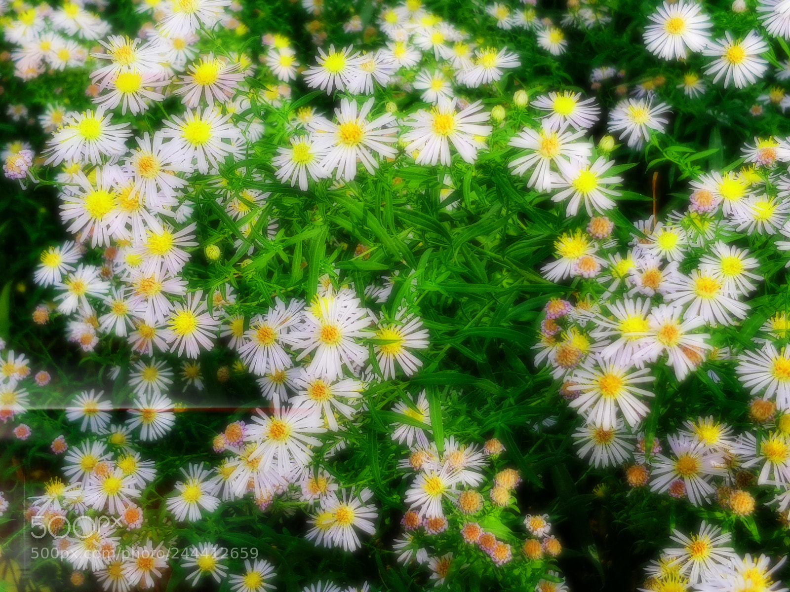 Samsung Galaxy S8+ sample photo. Bis photography