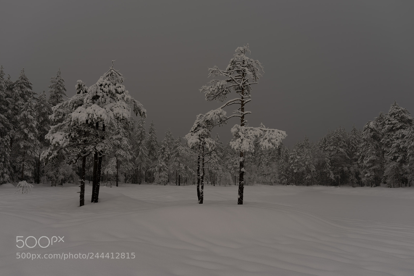 Pentax K-1 sample photo. Trees on frozen lake. photography