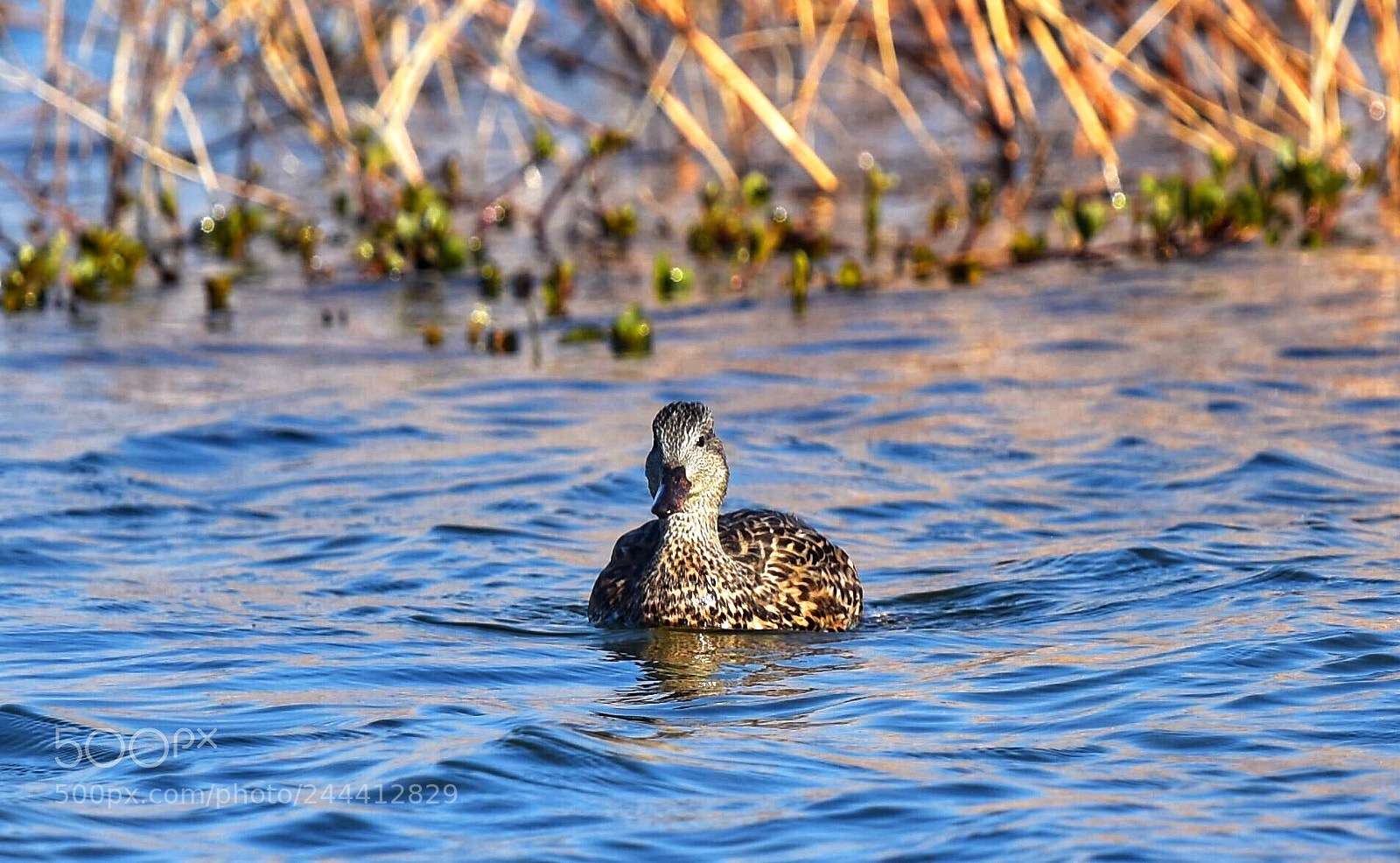 Nikon D7200 sample photo. Duck photography