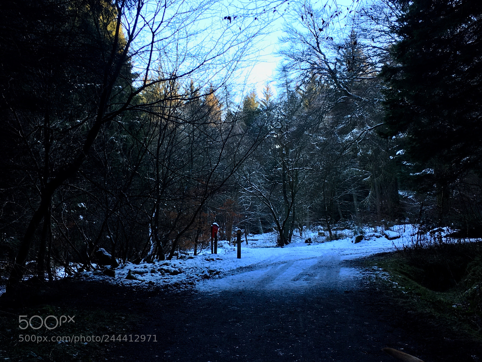 Apple iPhone 6s sample photo. Walking into narnia photography