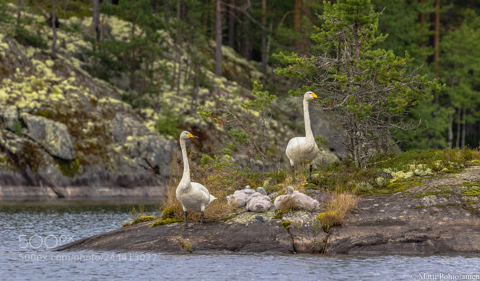 Canon EOS 7D Mark II sample photo. Swan family photography