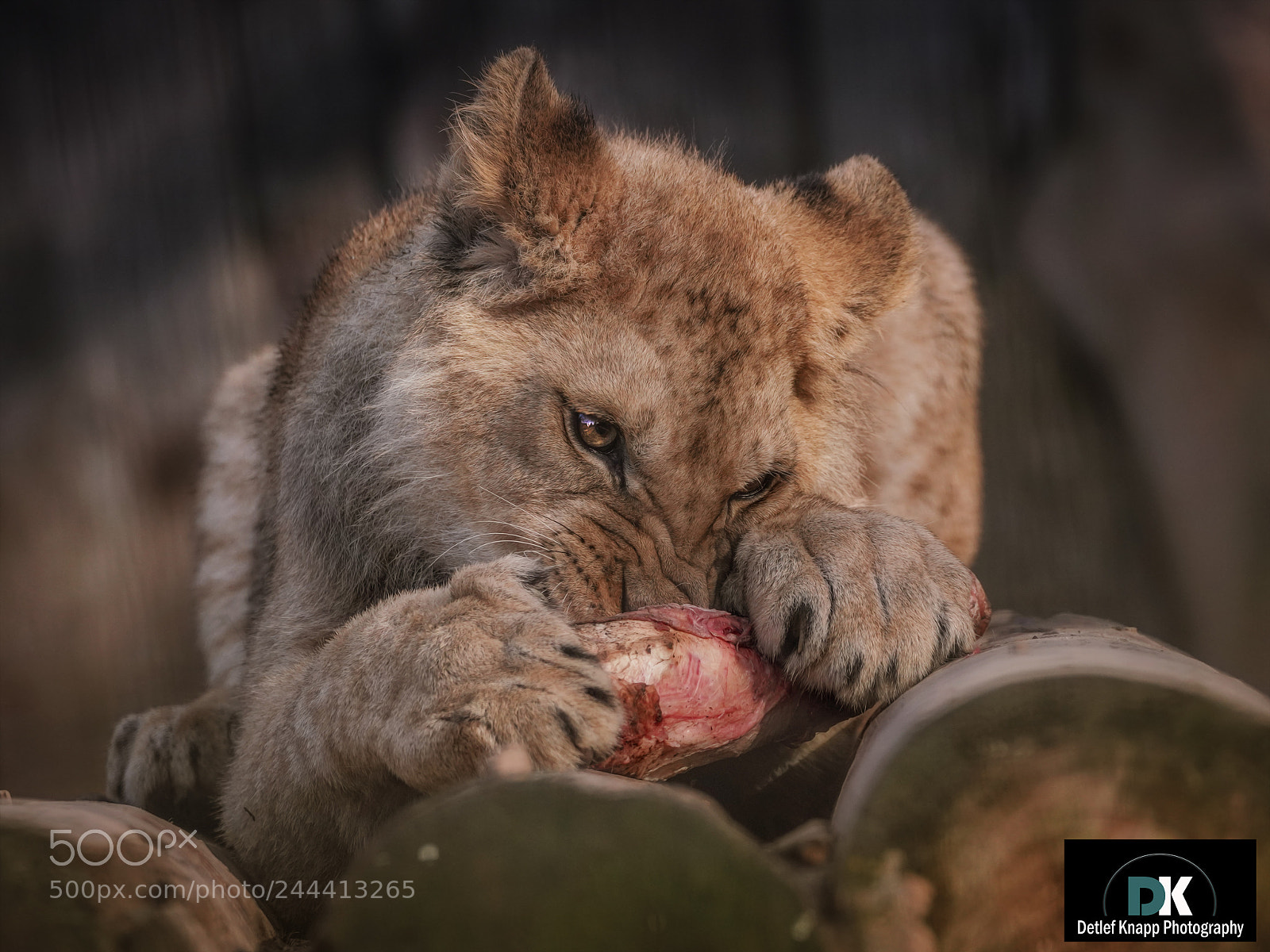 Sony a7R III sample photo. Hungry photography