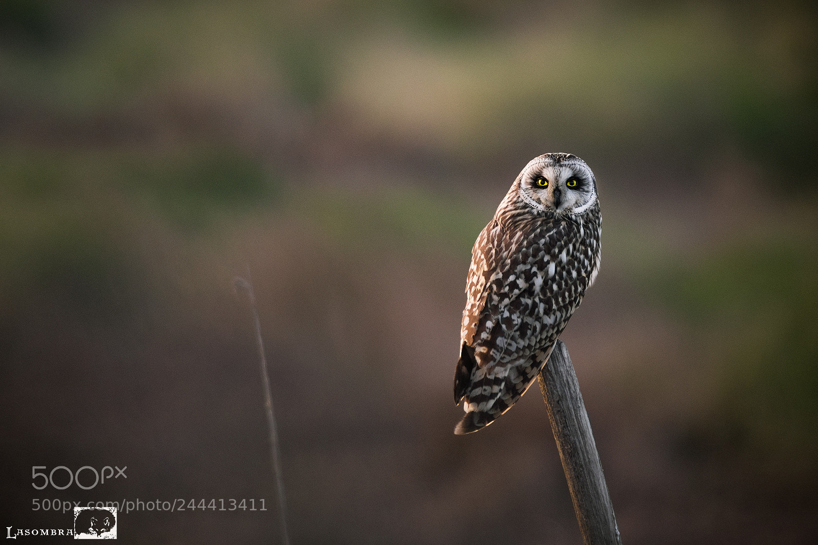 Nikon D810 sample photo. Swamp owl photography