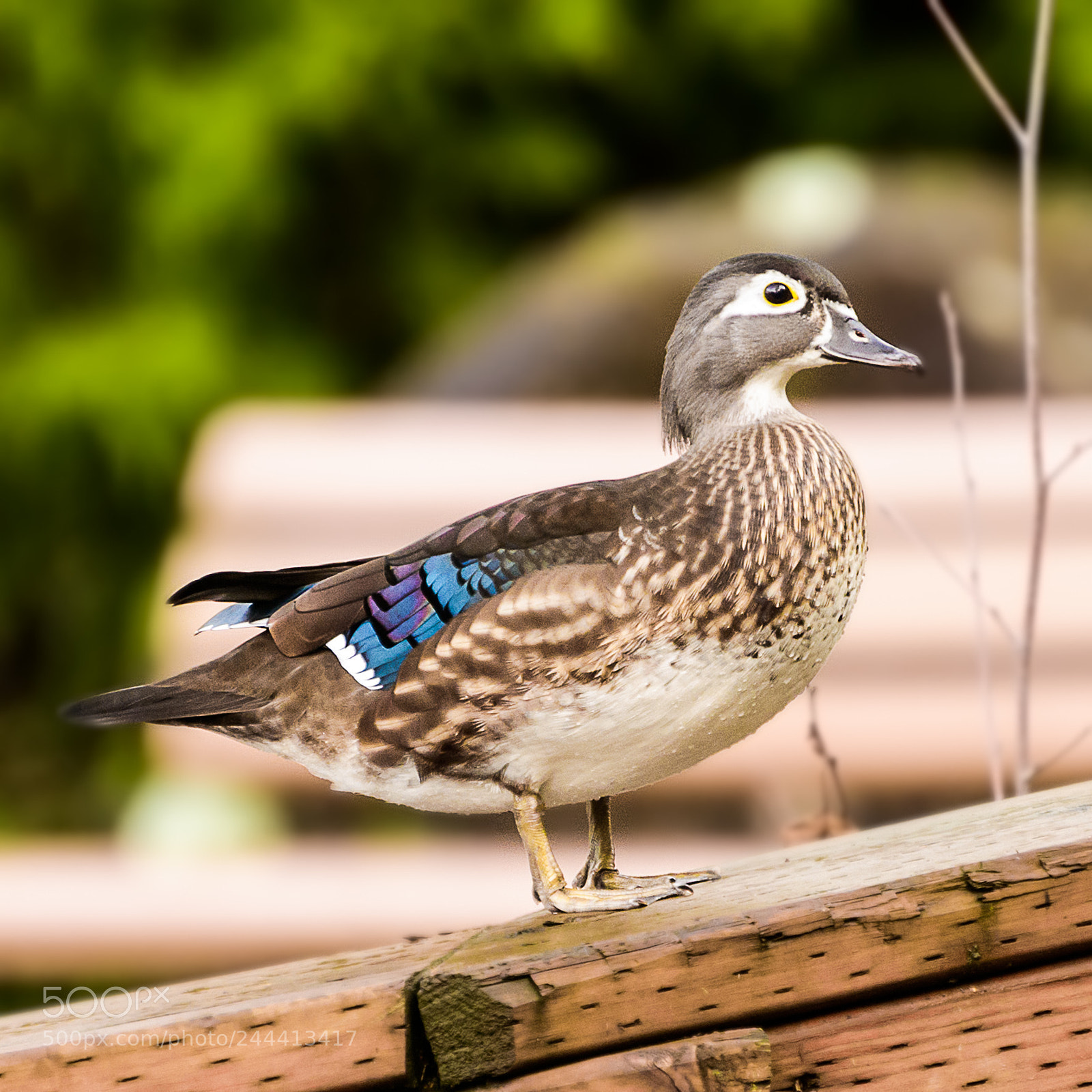 Nikon D800 sample photo. Female wood duck photography