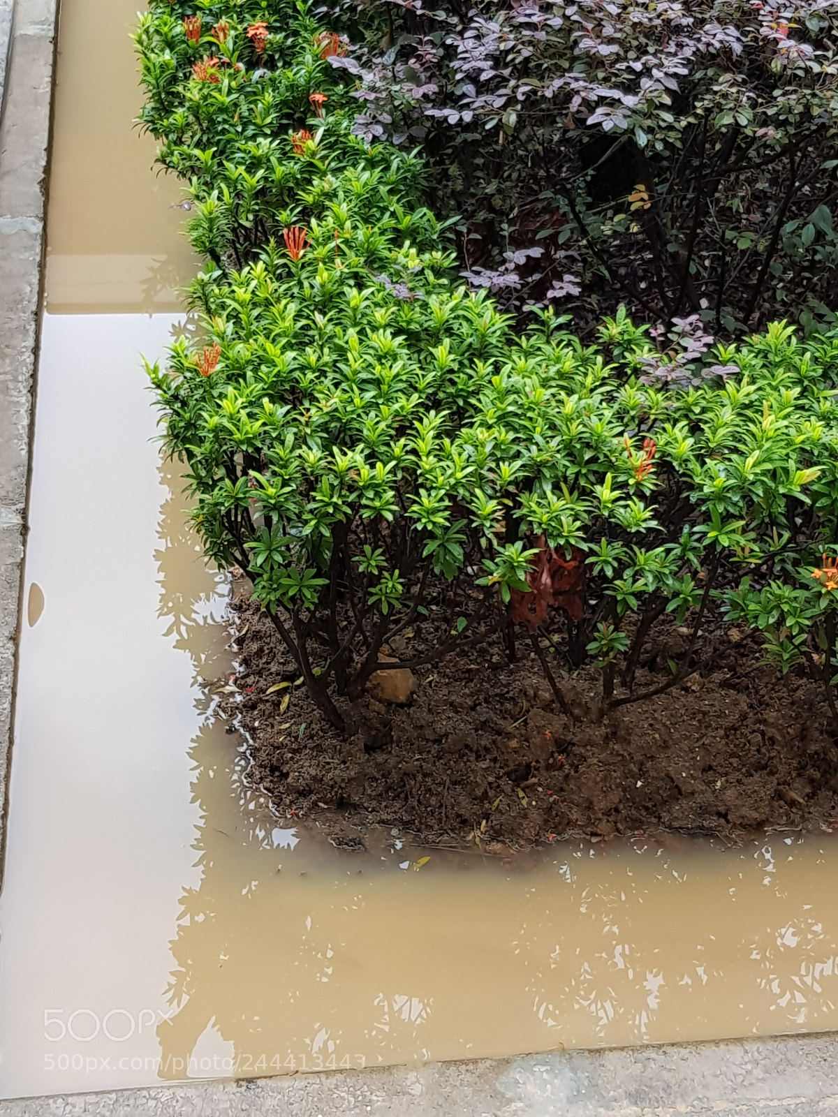 Samsung Galaxy S8 sample photo. Mini flood photography
