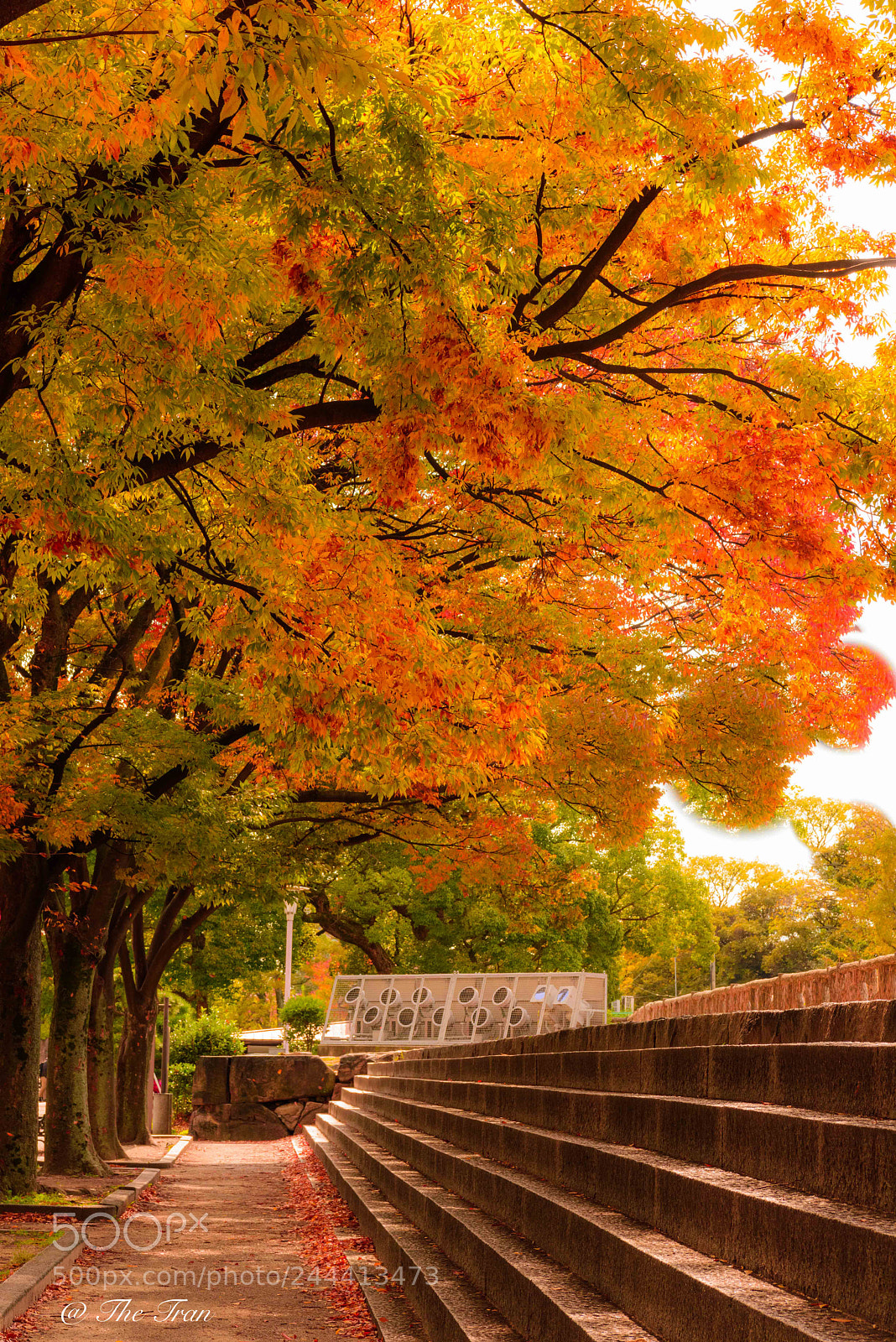 Nikon D810 sample photo. Japanese gardens photography