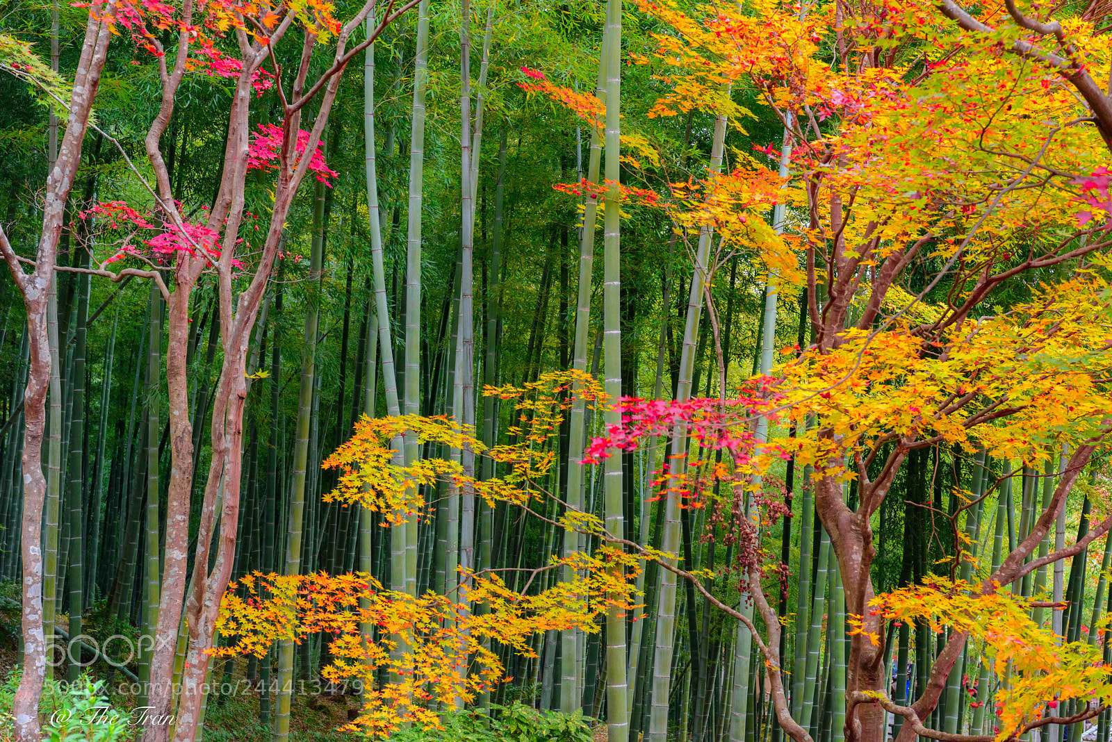 Nikon D810 sample photo. Japanese gardens photography