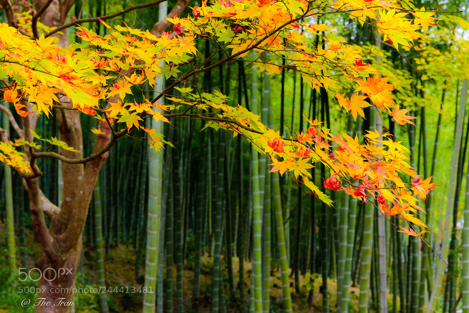 Nikon D810 sample photo. Japanese gardens photography