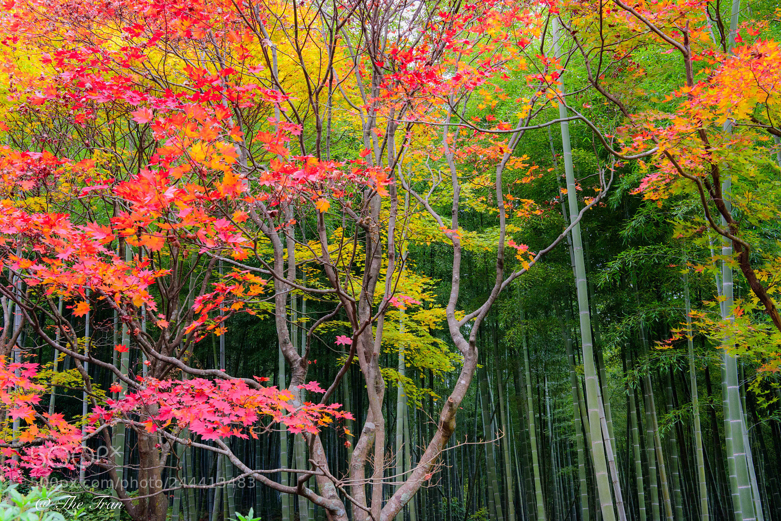 Nikon D810 sample photo. Japanese gardens photography