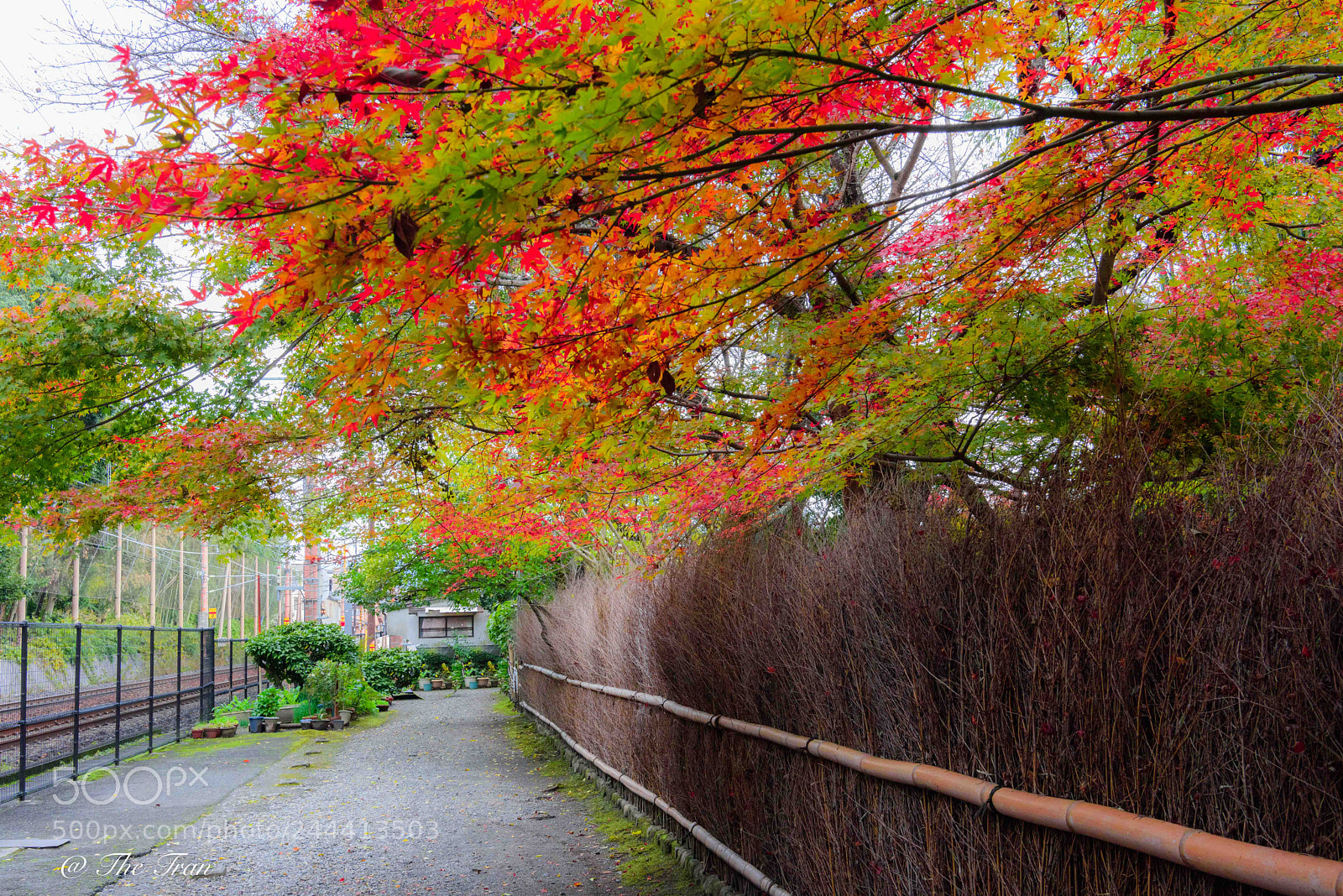 Nikon D810 sample photo. Japanese gardens photography