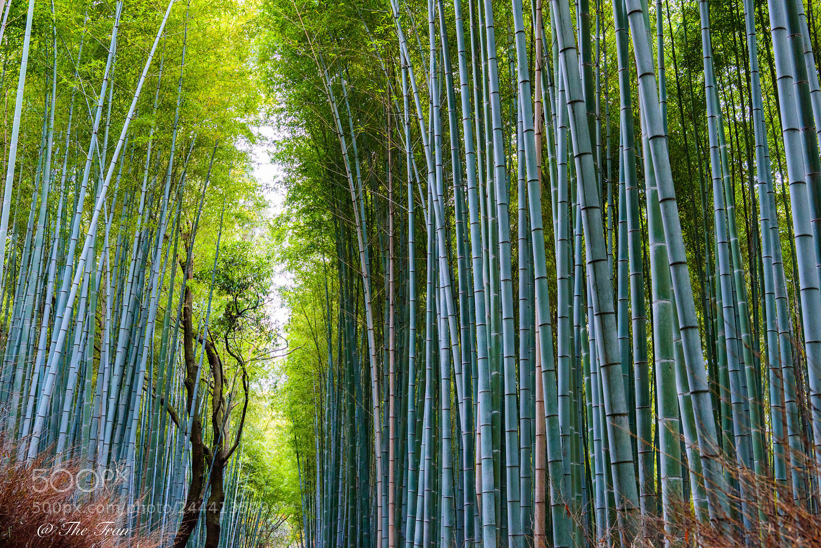 Nikon D810 sample photo. Japanese gardens photography