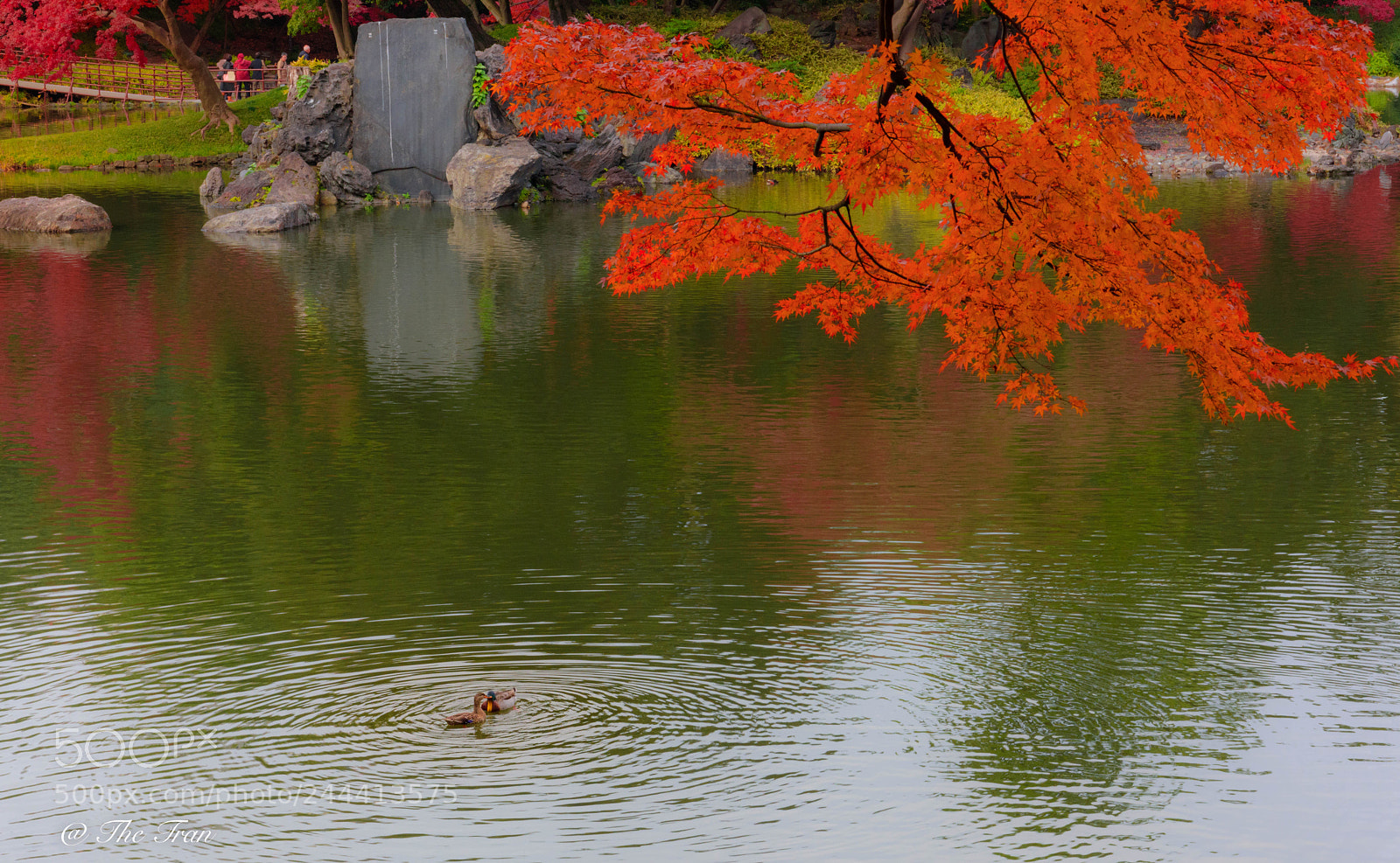 Nikon D810 sample photo. Japanese gardens photography