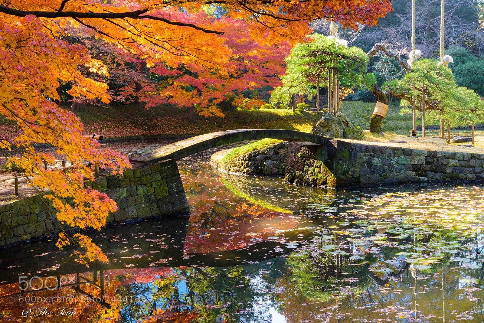 Nikon D810 sample photo. Japanese gardens photography