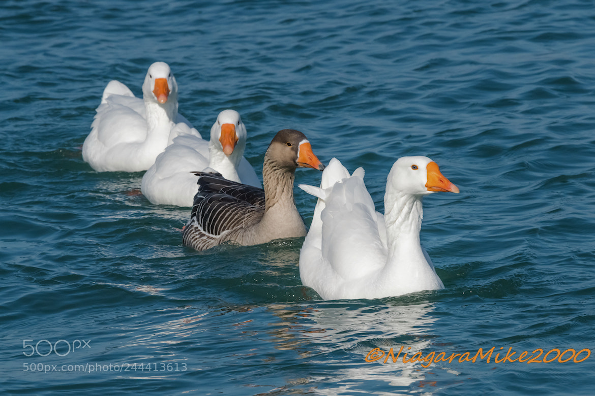 Nikon D850 sample photo. Birds of a feather... photography