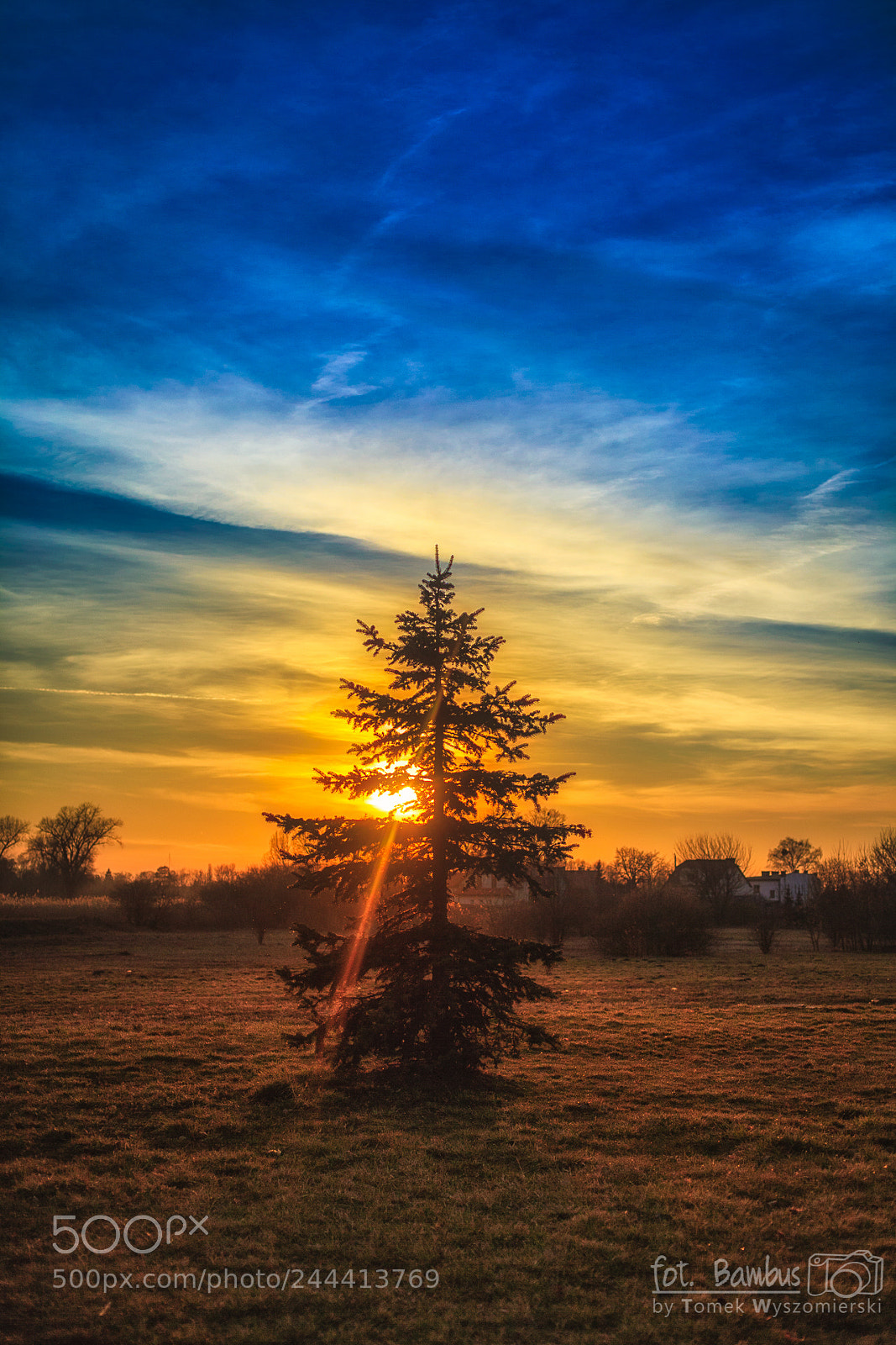 Canon EOS 5D sample photo. Sun behin the tree photography