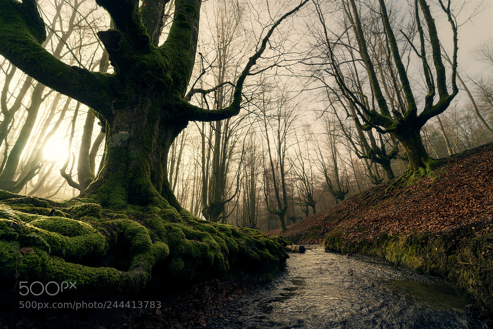 Sony a7 II sample photo. Otzarreta unseen photography