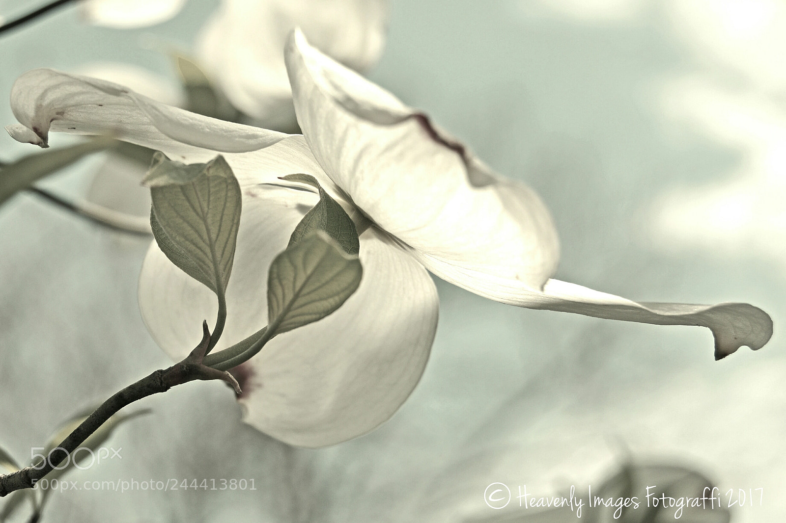 Nikon D90 sample photo. Old fashioned dogwood photography