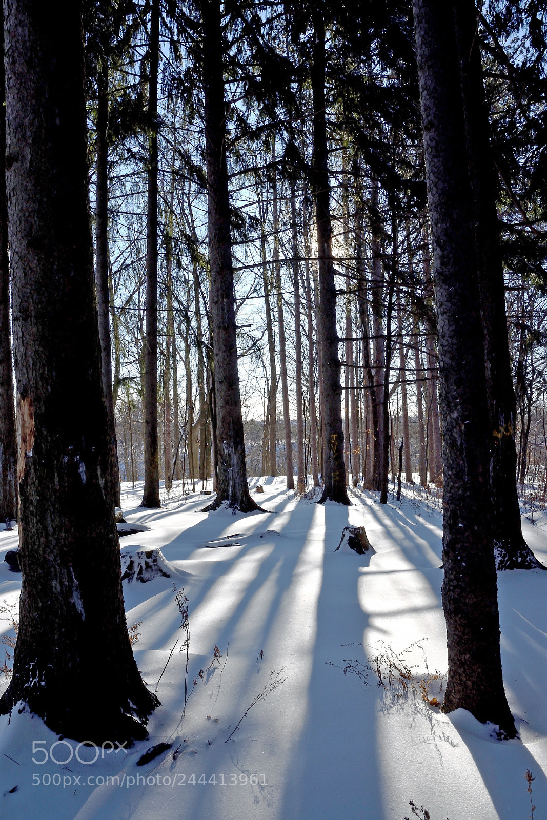 Nikon D7200 sample photo. Long shadows of winter photography