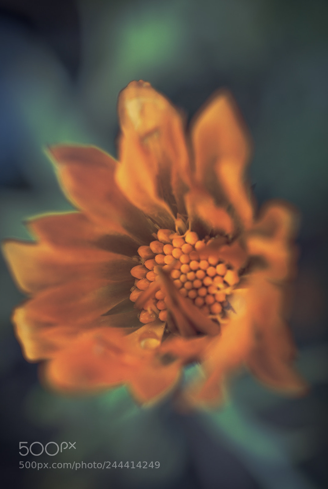 Sony a7 II sample photo. L.c- a thoausand kisses photography
