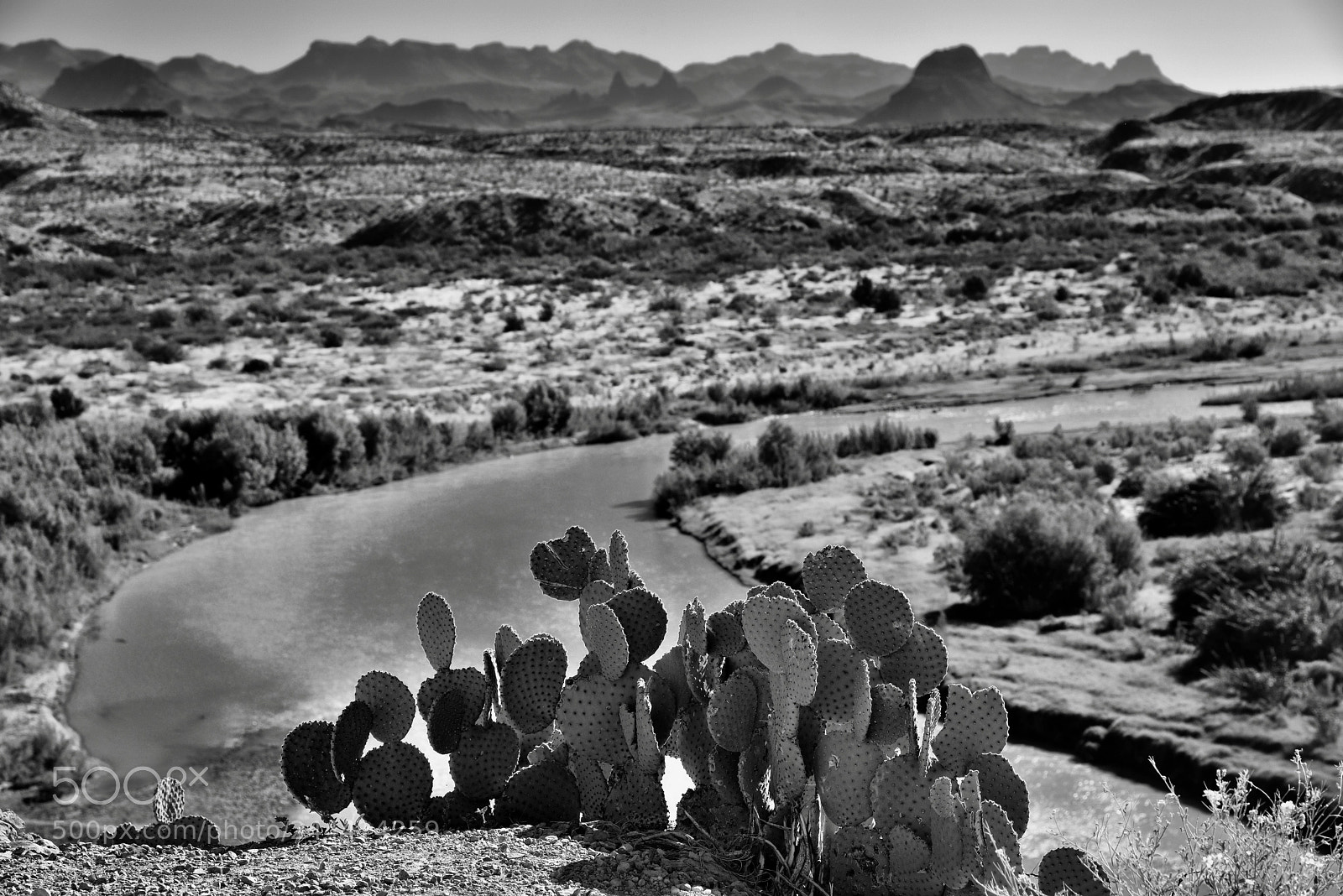 Nikon D800E sample photo. Cactus plants and a photography