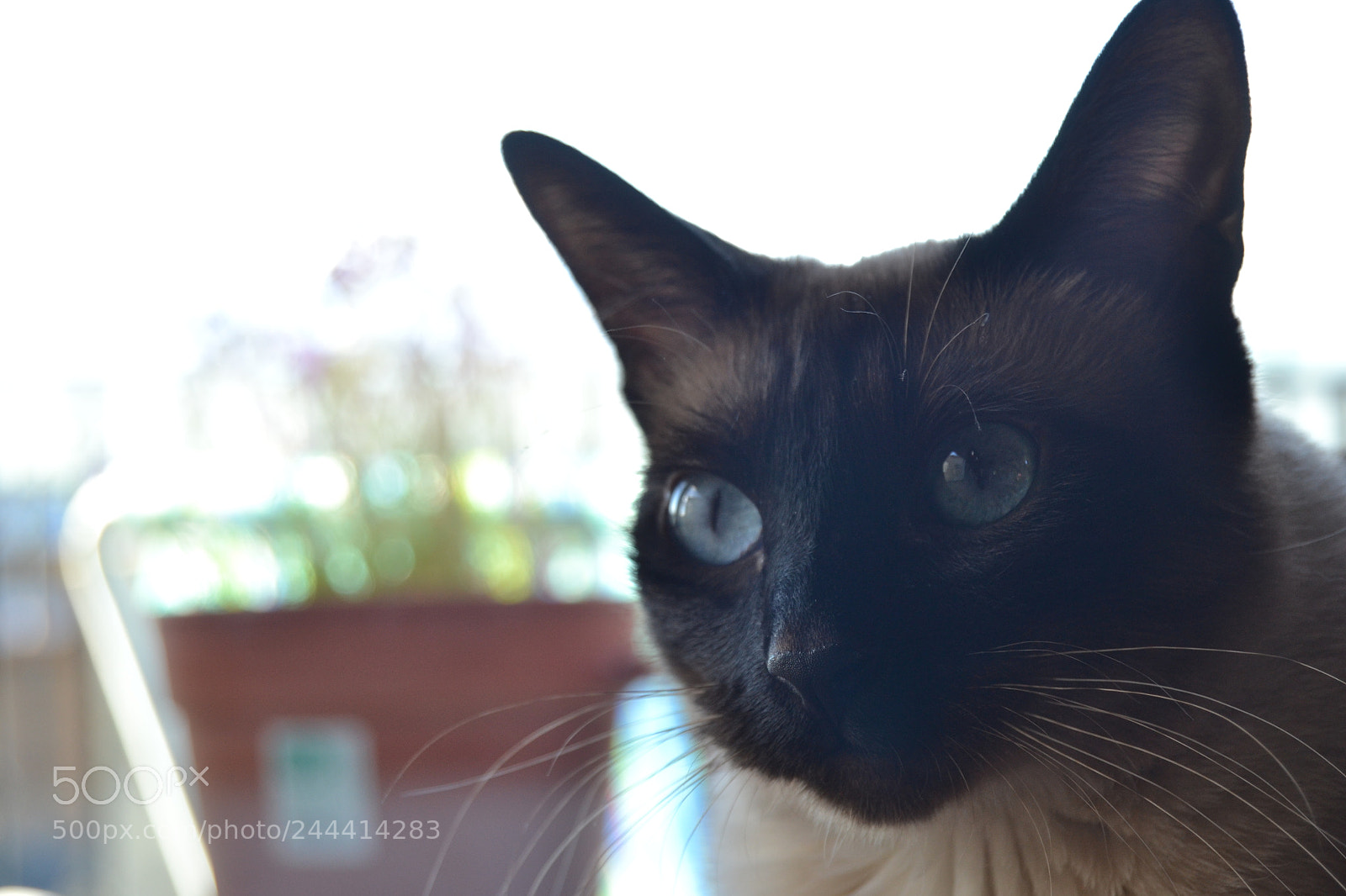 Nikon D3100 sample photo. Inah photography