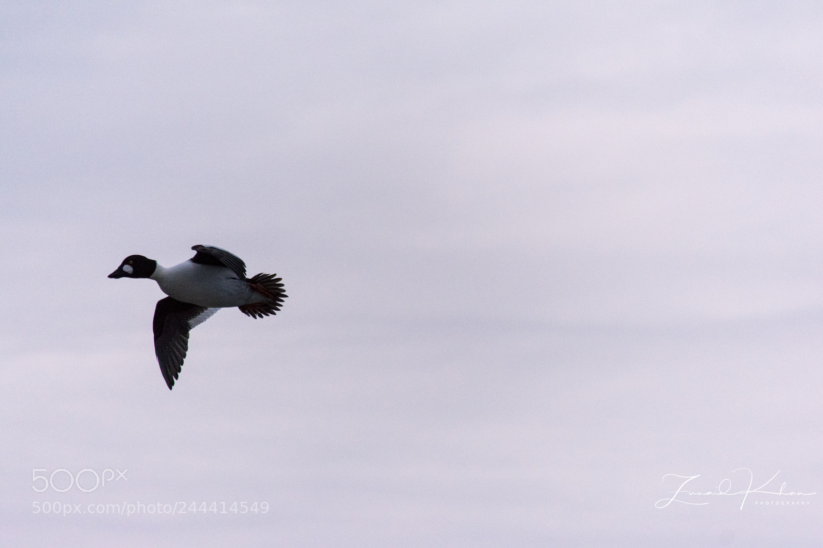Nikon D3400 sample photo. Goldeneye duck photography