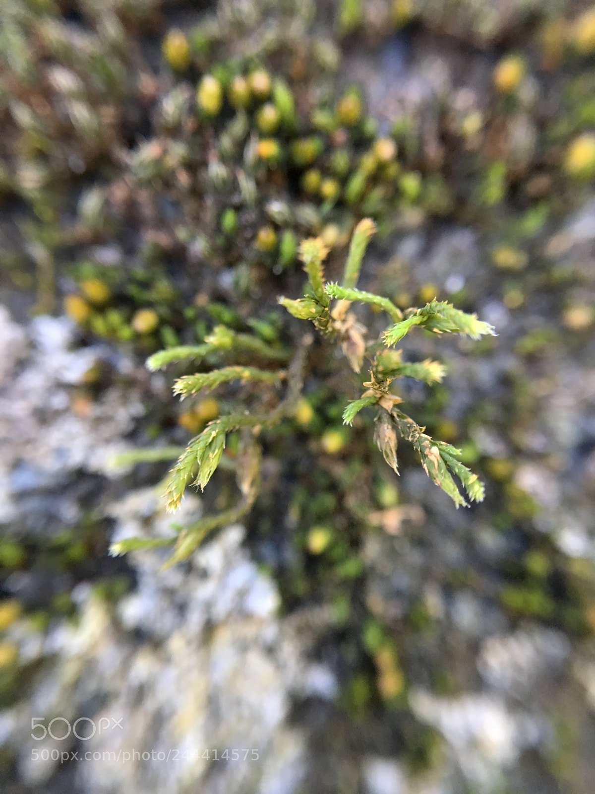 Apple iPhone 6s sample photo. Moss photography