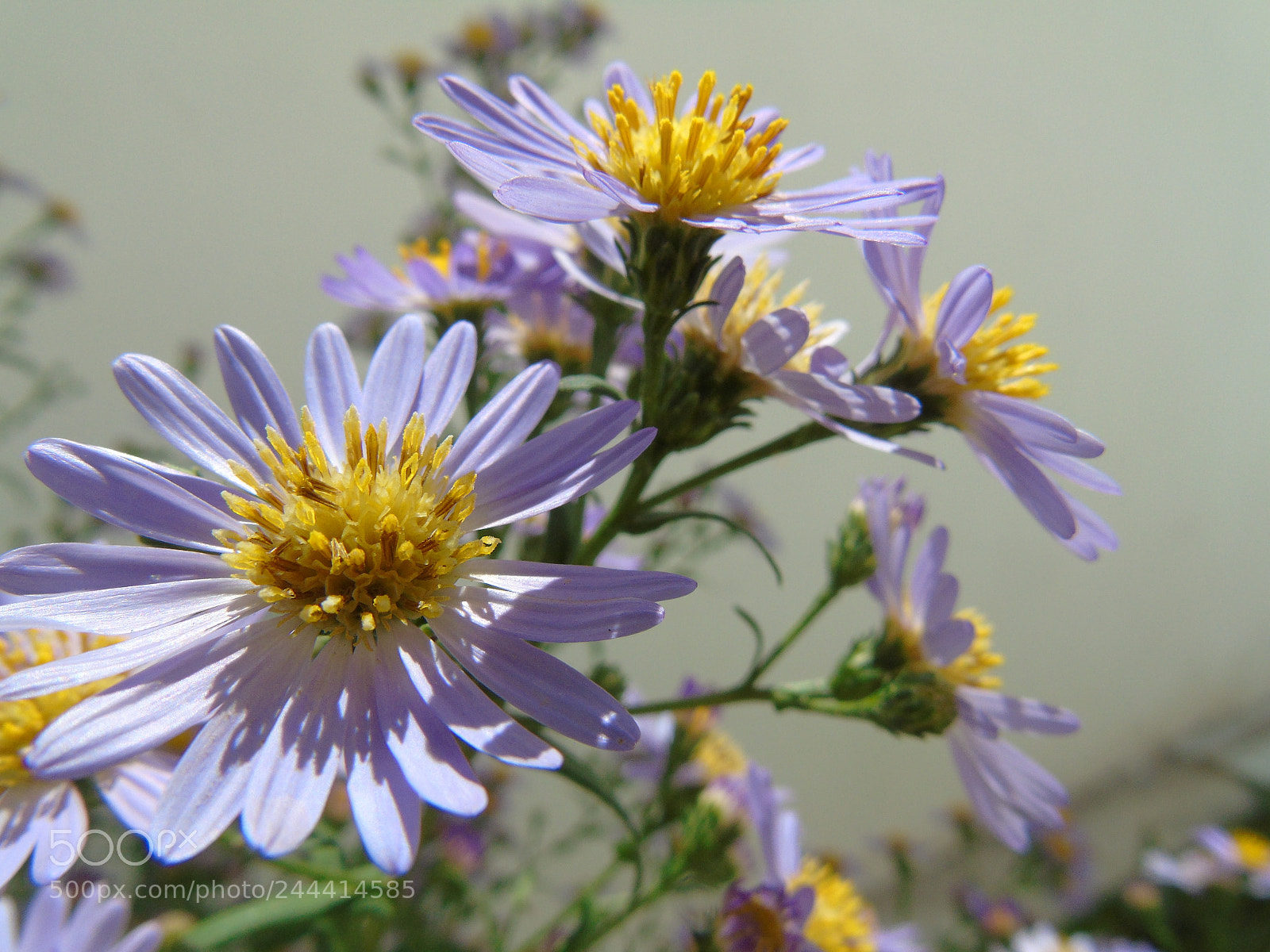 Sony Cyber-shot DSC-H400 sample photo. Flores do quintal photography