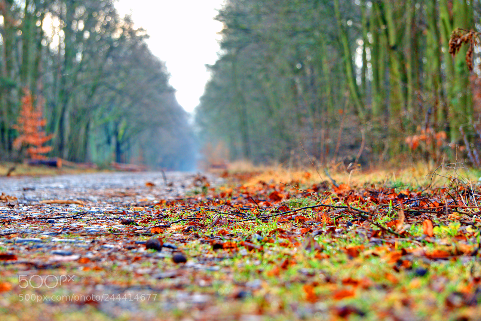 Sony a6300 sample photo. Pathway with dead leaves photography