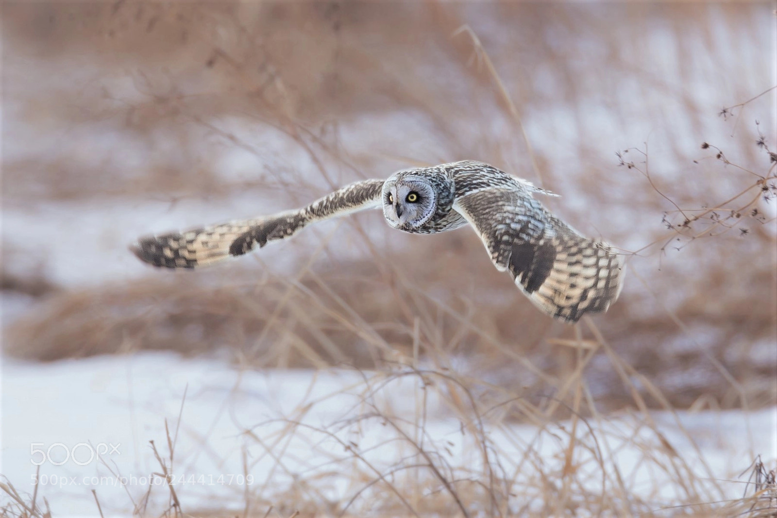 Canon EOS-1D X sample photo. コミミズク photography
