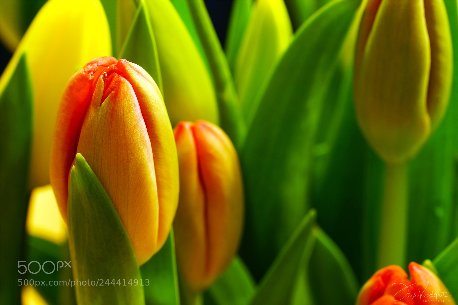 Sony SLT-A77 sample photo. Tulips photography