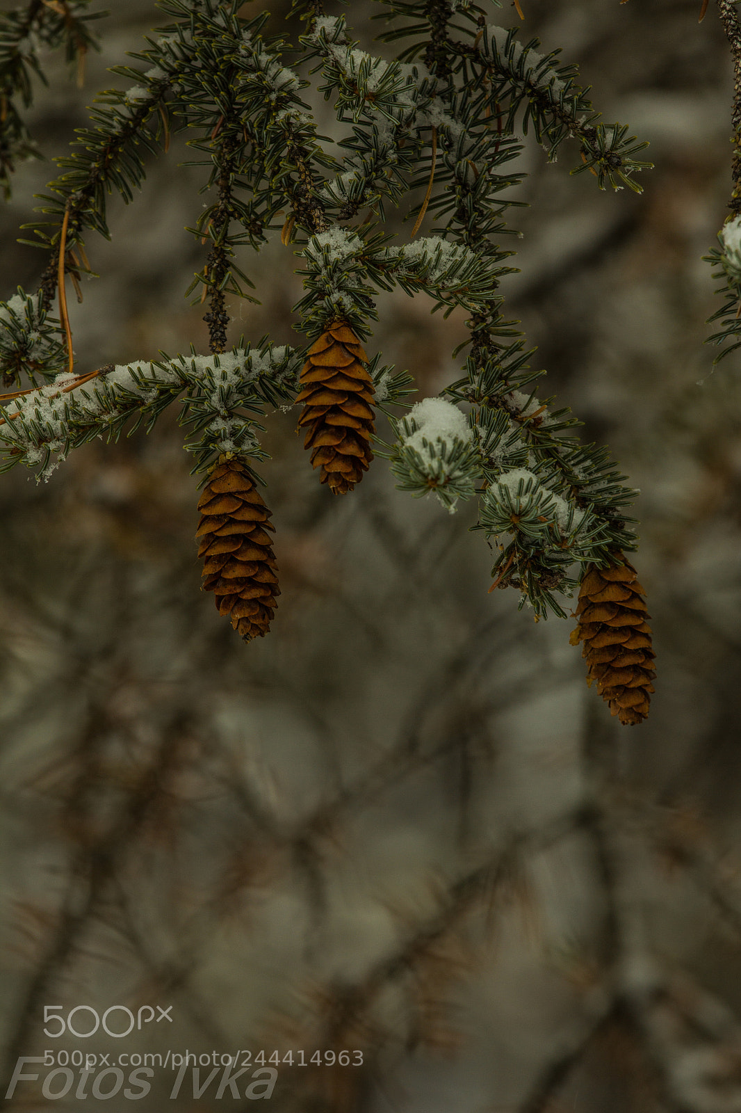 Canon EOS 60D sample photo. Mg photography