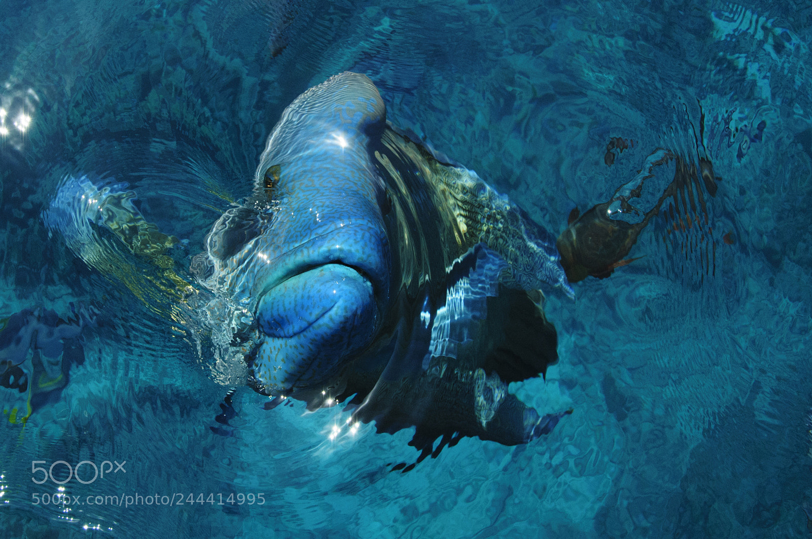 Nikon D300S sample photo. Fish photography