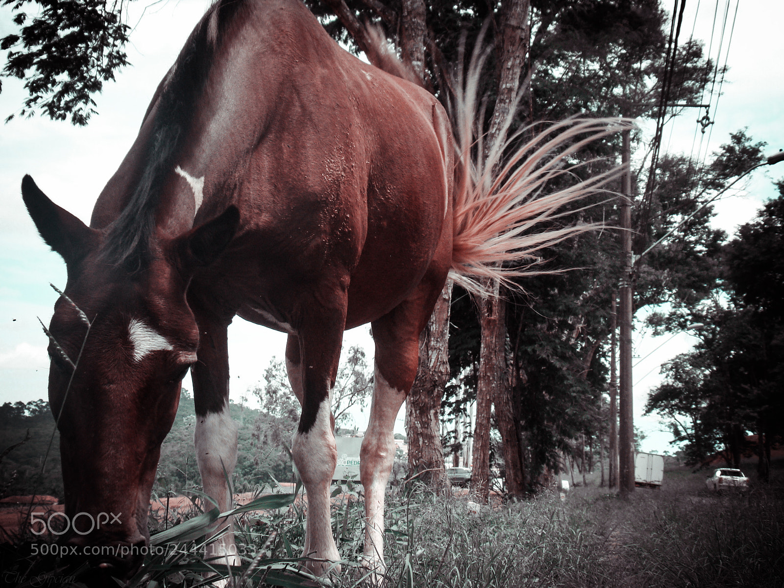 Sony Cyber-shot DSC-H50 sample photo. No fear. feel photography