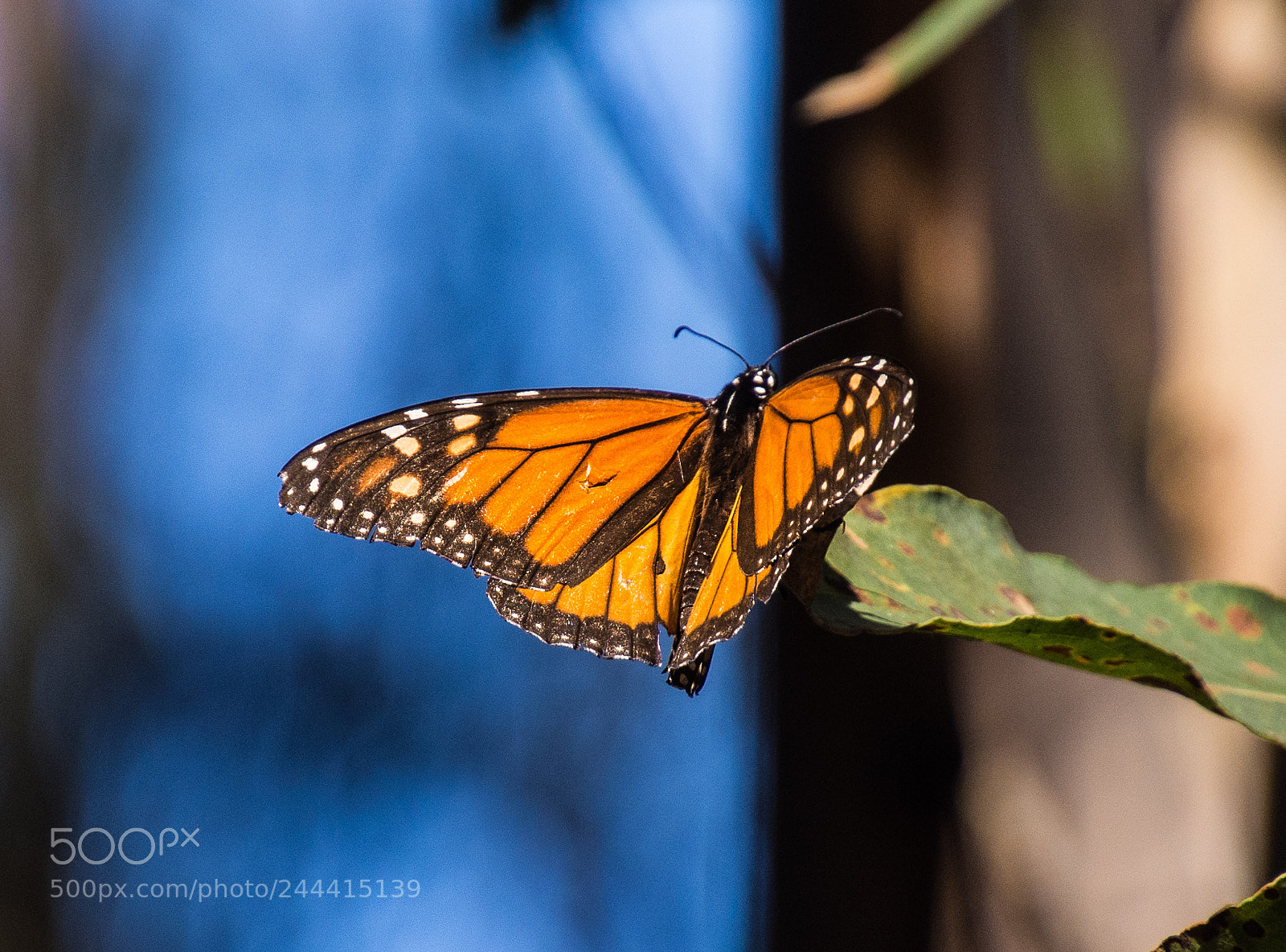 Nikon D7200 sample photo. Butterfly wings spread photography