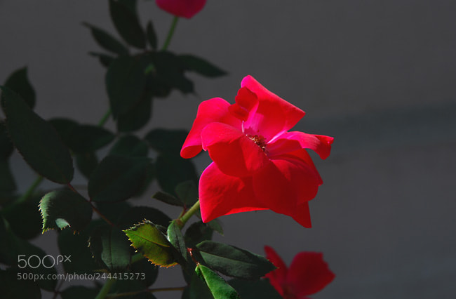 Nikon D60 sample photo. Td photography
