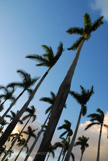 Nikon D60 sample photo. Td photography