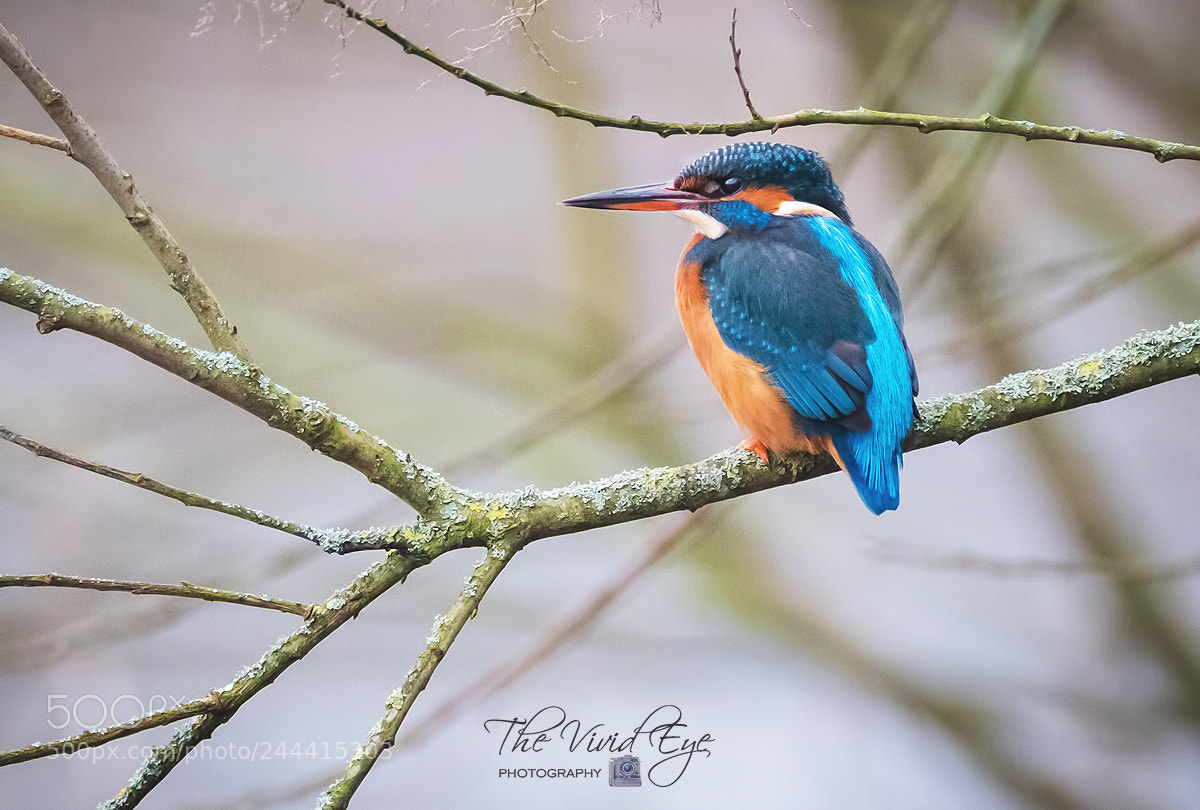 Fujifilm X-T2 sample photo. Female kingfisher photography