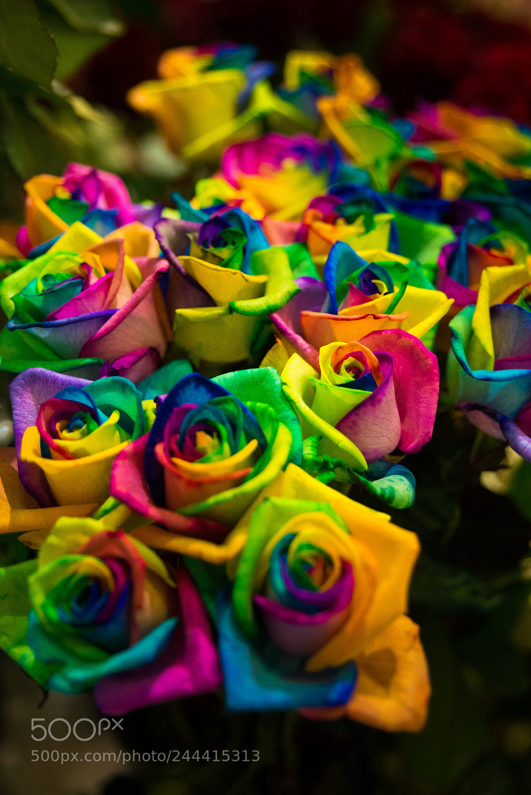 Nikon D610 sample photo. Funky colours photography