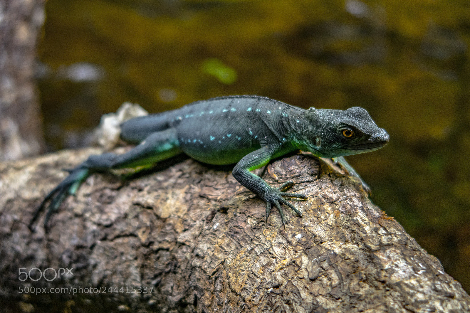 Canon PowerShot G7 X sample photo. A mini dinosaur! photography