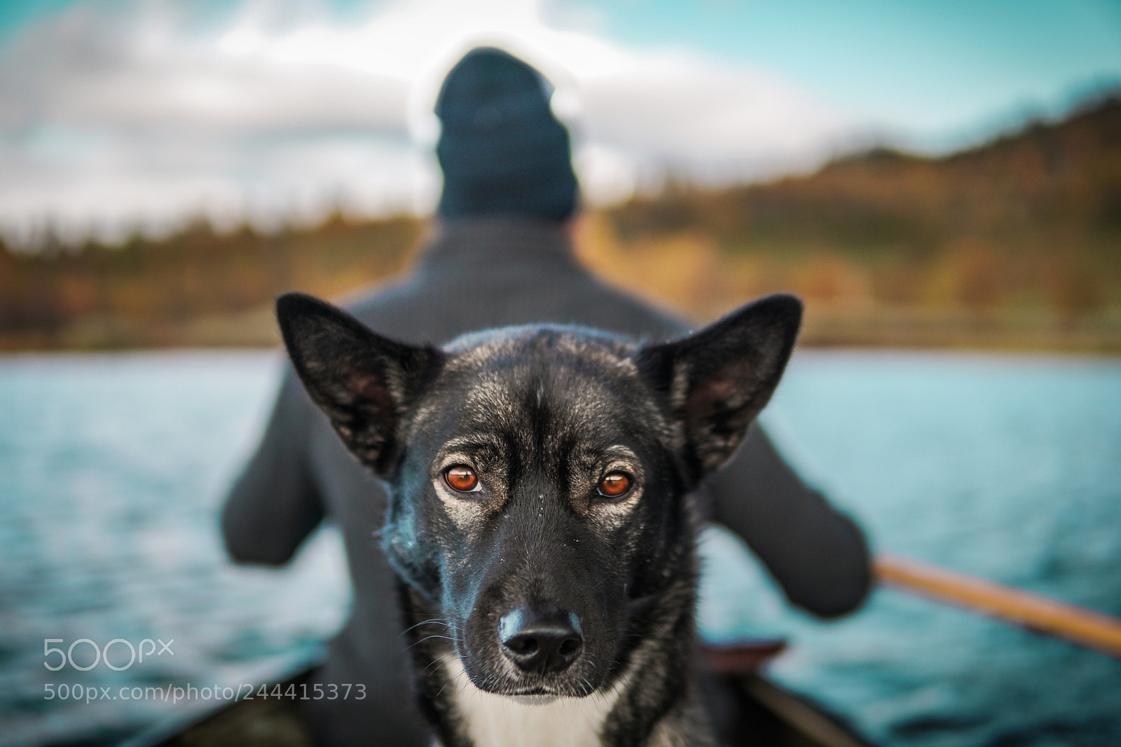 Sony a6500 sample photo. Akita the dog photography