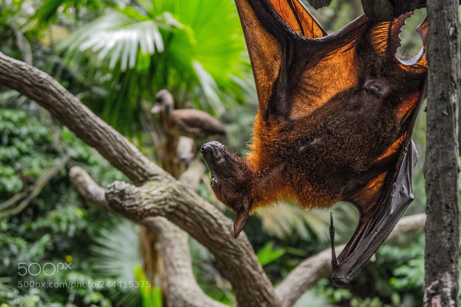 Canon PowerShot G7 X sample photo. Not a giant bat photography