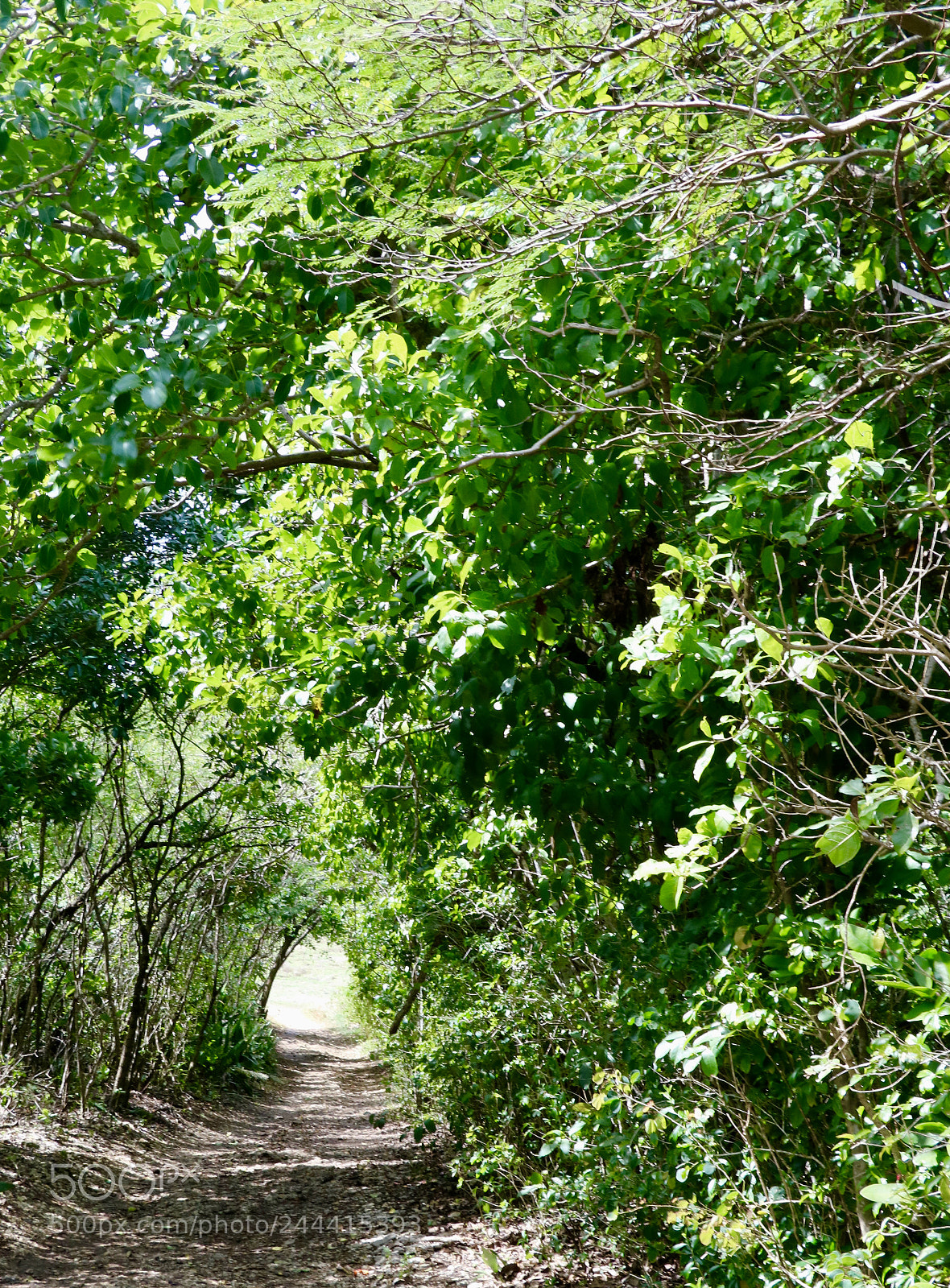 Canon EOS 750D (EOS Rebel T6i / EOS Kiss X8i) sample photo. Green tunnel photography
